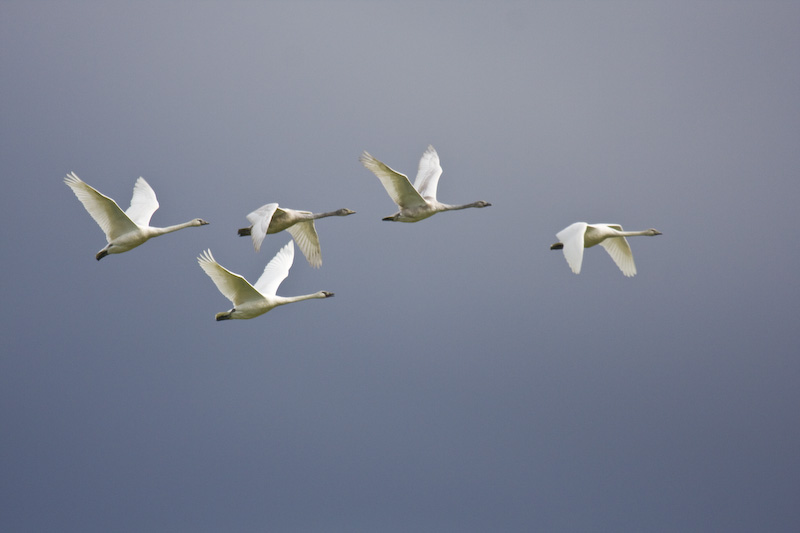 Tundra Swans In Flight